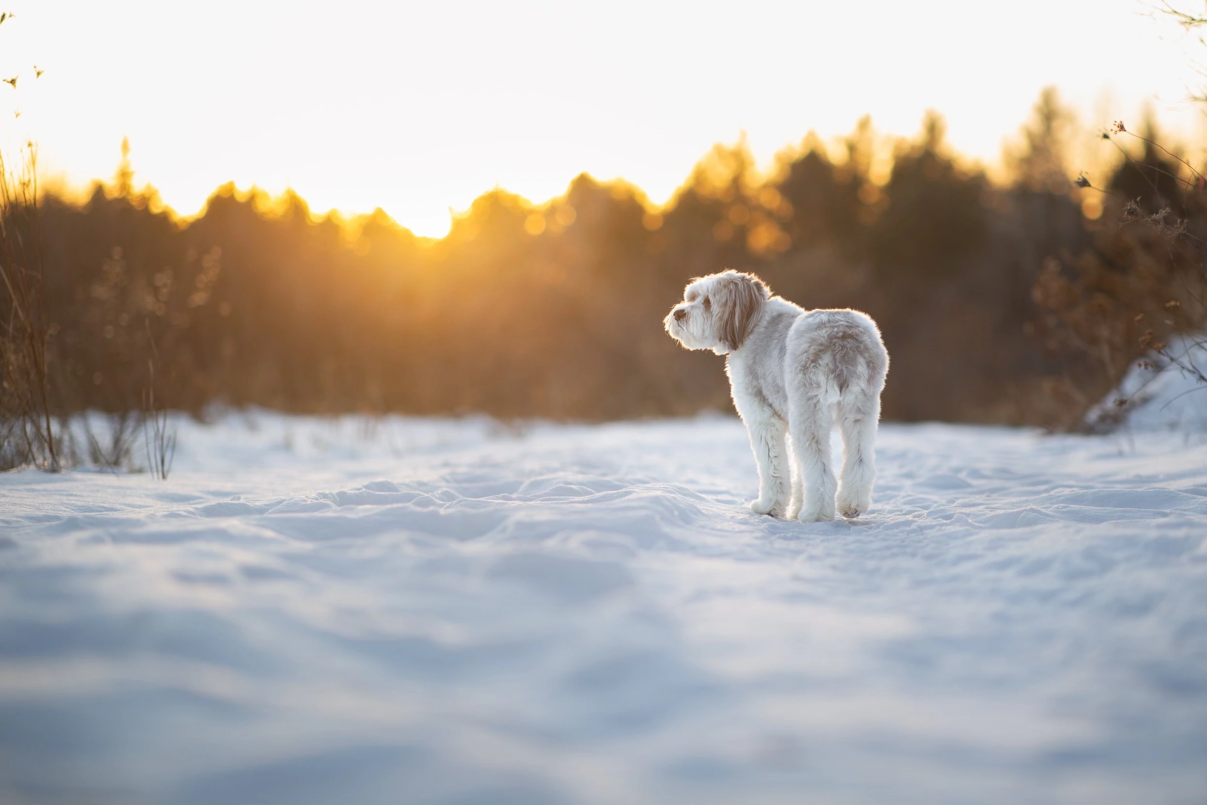 Dog In the Snow