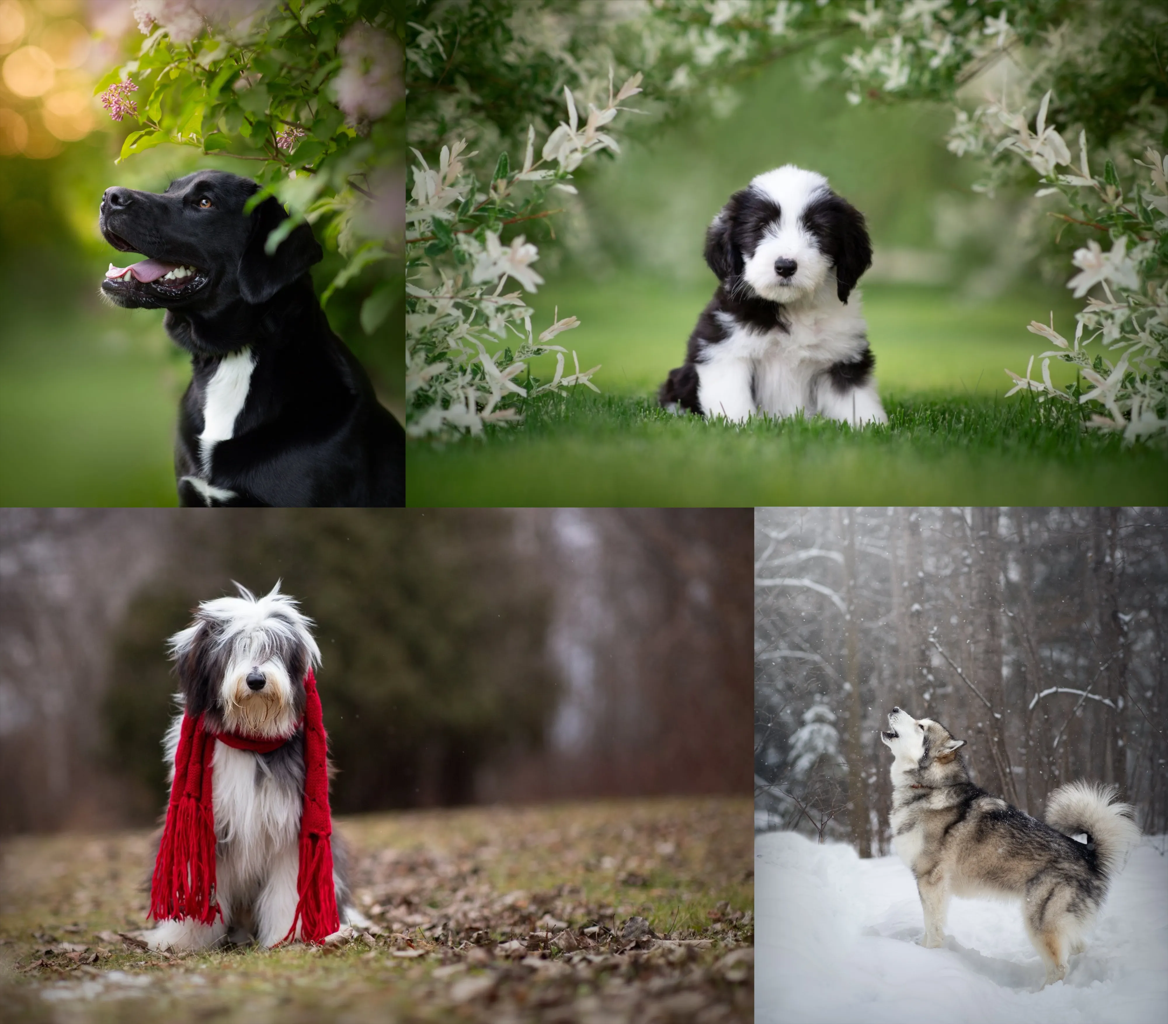 Four dogs, one in each season.